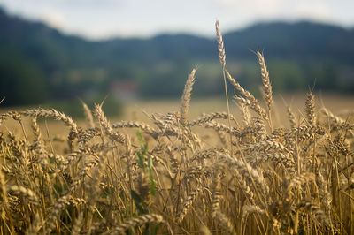 Close-up of wheat growing on field