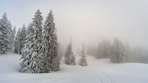 Trees on snow covered land against sky