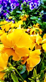 Close-up of yellow flowering plant