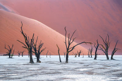 Bare tree against dunes during sunrise