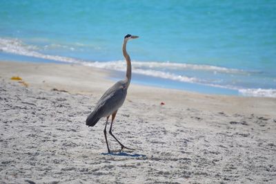 Bird on beach