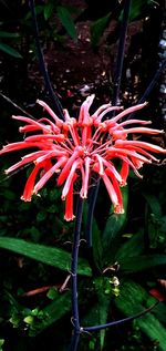 Close-up of red flowering plant