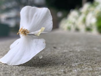 Close-up of white flowering plant