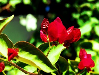 Close-up of red flower