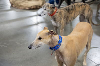 Close up of greyhounds waiting for a command from their trainer