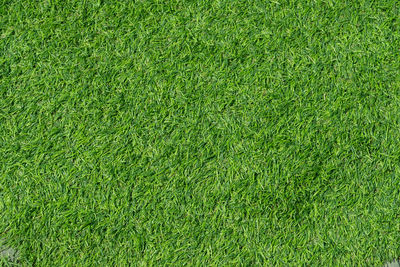 Green grass