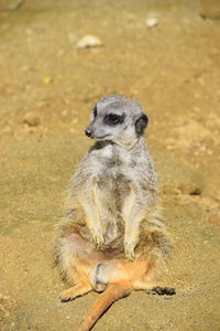 High angle view of lion sitting on land