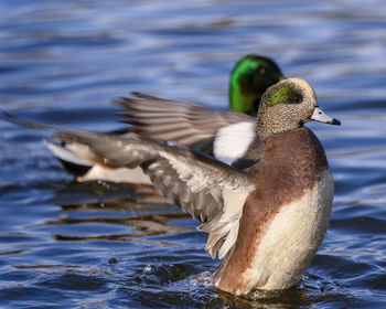 Duck in a lake