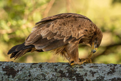 Steppe eagle eating prey perched on branch