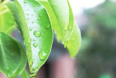 Close-up of raindrops on leaves