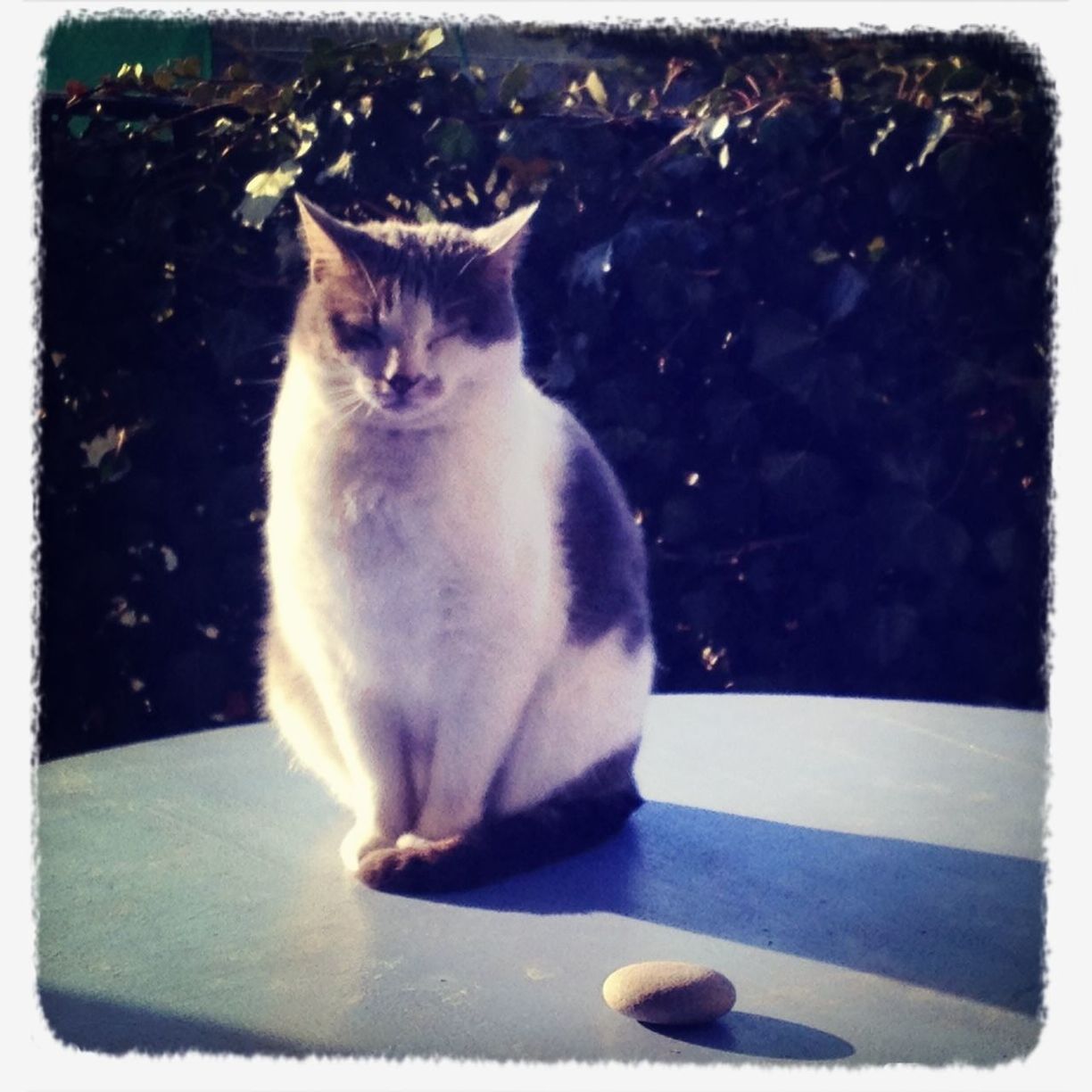 domestic cat, cat, animal themes, one animal, pets, domestic animals, feline, transfer print, mammal, whisker, auto post production filter, sitting, zoology, alertness, relaxation, indoors, full length, vertebrate, animal, looking away