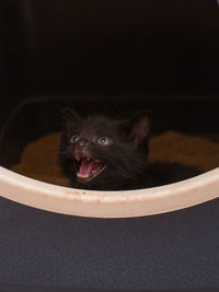 Portrait of cat in black background