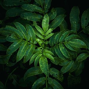 High angle view of wet plant