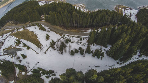 High angle view of snow covered trees in forest