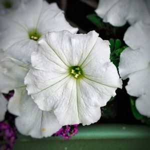 Close-up of white flowers blooming outdoors