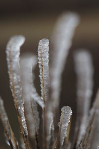 Close-up of frozen plant