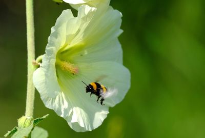 Close-up of insect pollinating on flower