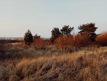 Trees on field against clear sky