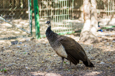 Side view of female peacock at zoo
