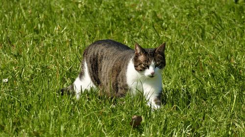 Cat lying on grass