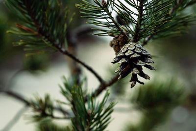 Close-up of pine tree branch