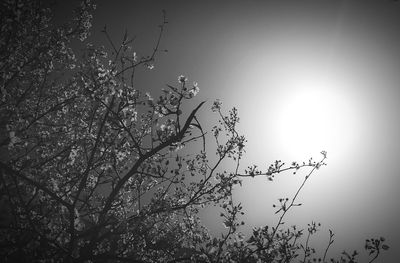 Low angle view of flower tree against sky