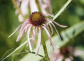 Close-up of purple flower