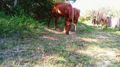 Cows grazing on field