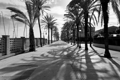 Footpath amidst palm trees in city against sky