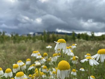 Close-up of yellow flowering plants on field against sky