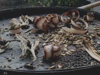 High angle view of mushrooms on dry leaves