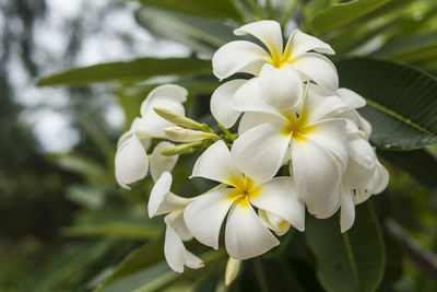 Close-up of white flowering plant