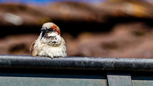 Close-up of bird perching on railing