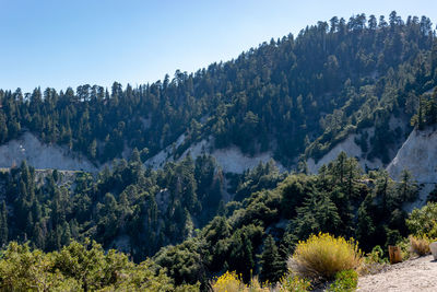 Scenic view of forest against sky