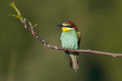 Close-up of bird perching on branch