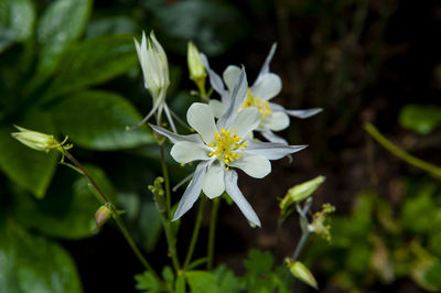 Close-up of white flowering plant