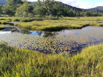 Scenic view of lake in field