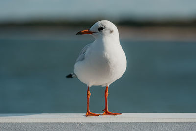 Close-up of seagull perching on retaining wall