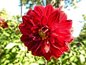 Macro shot of red flower