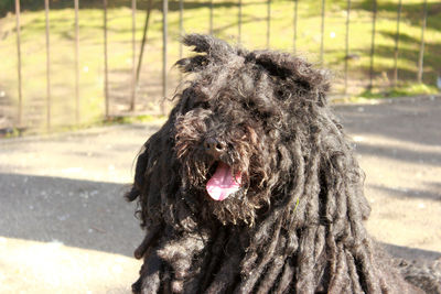 Close-up of dog
