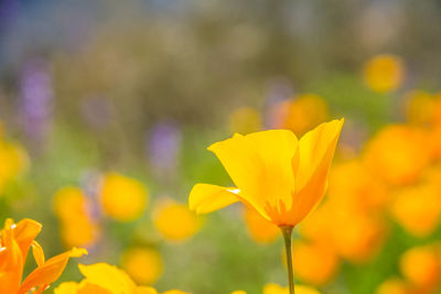 Close-up of yellow crocus flower