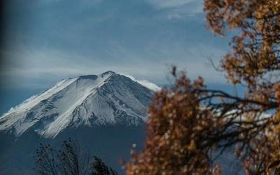 Full frame close-up scenic view of summit of mount fuji with snow and trees in foreground