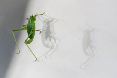 Grasshopper with shadows on white wall