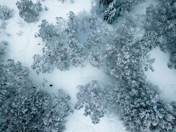 High angle shot of a winterly white forest, aerial view