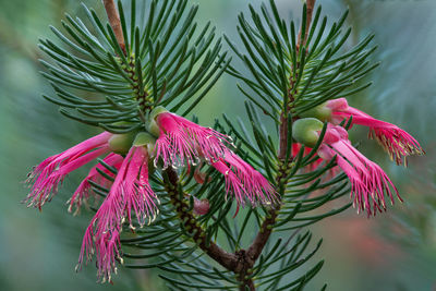 Close-up of purple flowers on branch