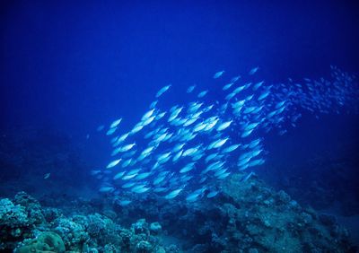 Fish swimming in sea