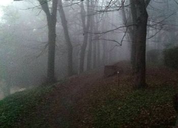 Trees in forest during foggy weather