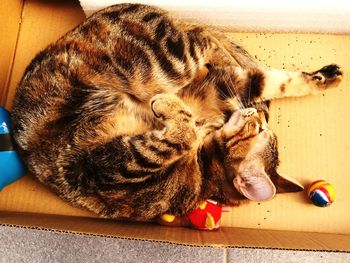 High angle view of cat sleeping on floor