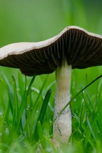 Close-up of mushroom