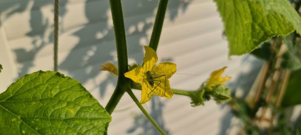 Close-up of butterfly pollinating on yellow flower